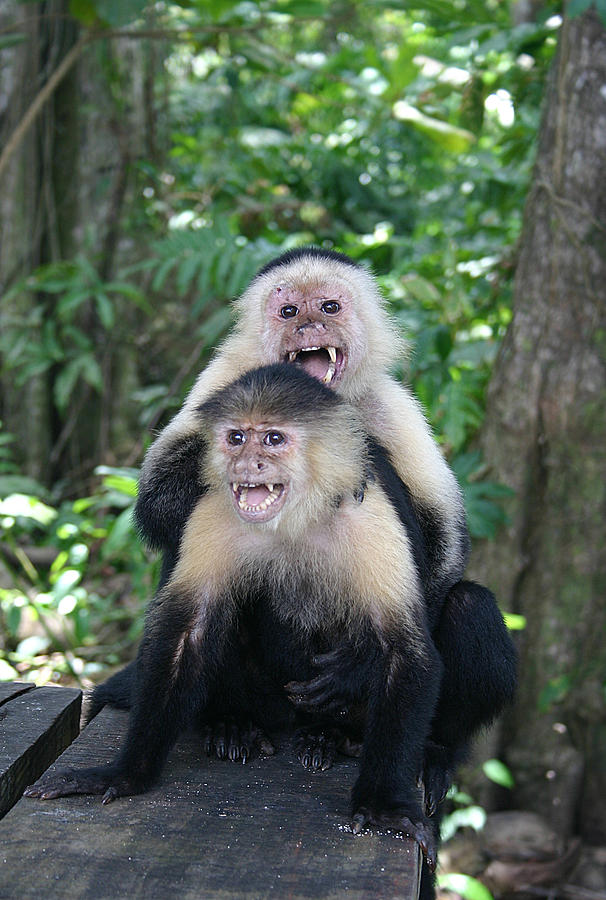 White Face Monkeys Photograph by Camilla Fuchs - Pixels