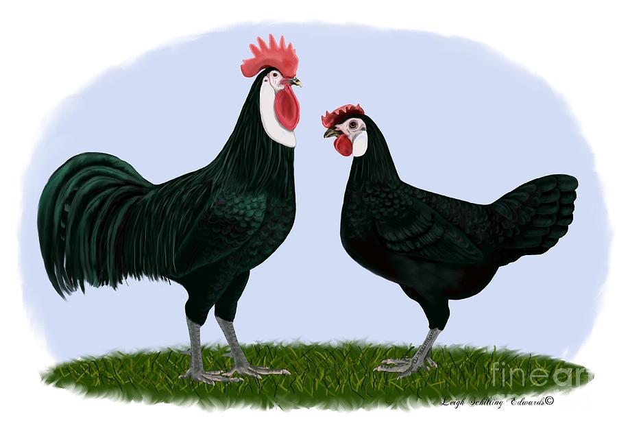 Rooster Drawing - White Faced Black Spanish Rooster and Hen by Leigh Schilling