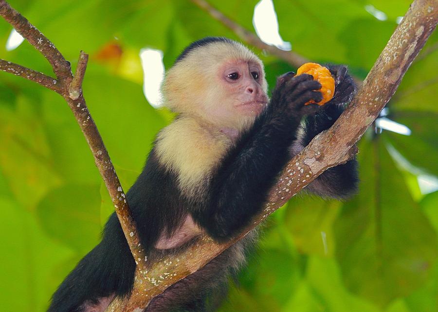 White Photograph - White-faced Capuchin by Brian Magnier White Photograph - White-faced Capuchin by Brian Magnier