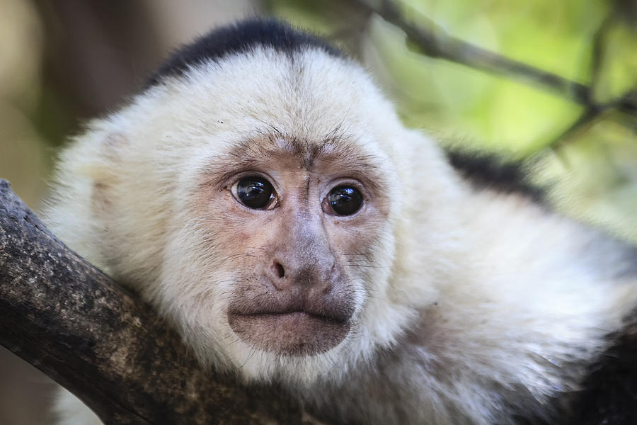 Nature Photograph - White-faced Capuchin by Gary Hall