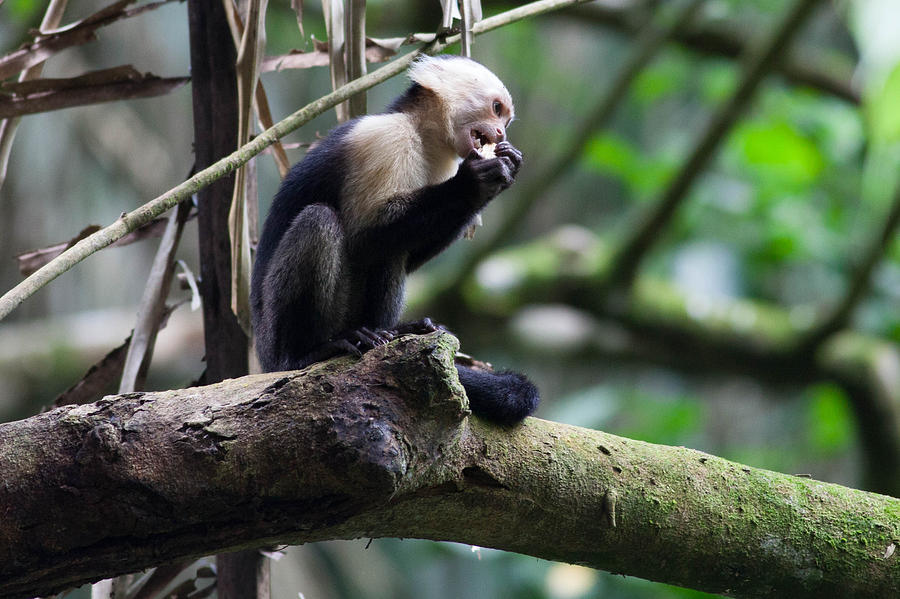 White-Faced Capuchin Having a Bite Photograph by Natural Focal Point Photography