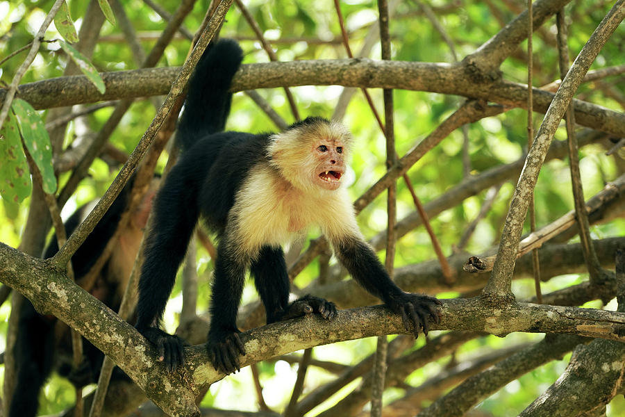 Nature Photograph - White-faced Capuchin Monkey Cebus by Panoramic Images