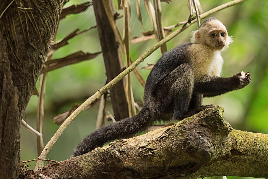 White-Faced Capuchin Monkey in Costa Rica 2 Photograph by Natural Focal Point Photography