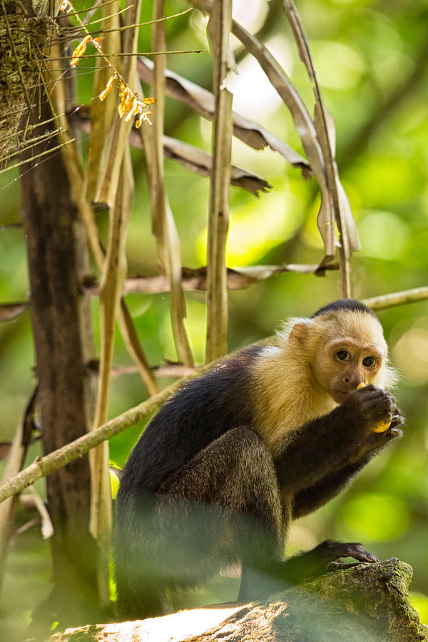 White Faced Capuchin Monkey with Lunch Photograph by Natural Focal Point Photography
