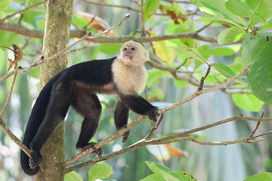 White-Faced Capuchin on the Move Photograph by Natural Focal Point Photography