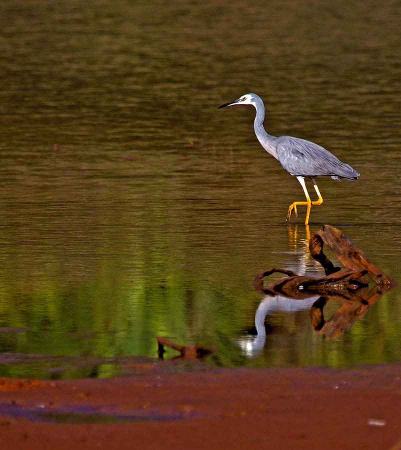 White faced Heron and his Reflection Photograph by Mr Bennett Kent