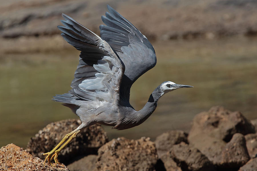 White-faced Heron  Photograph by Tony Brown