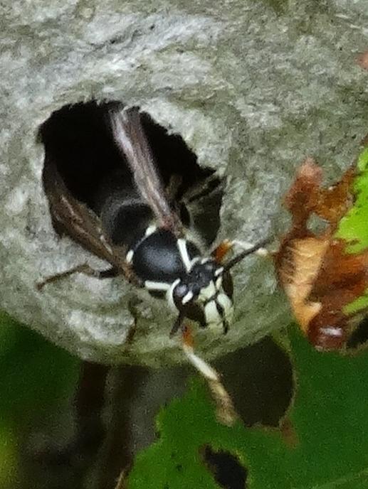 Insects Photograph - White Faced Hornet and Nest by Margo Miller