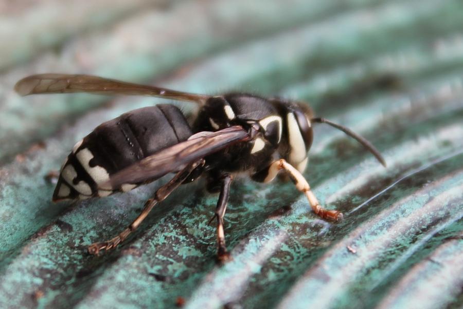 White Faced Hornet Photograph by Margo Miller - Pixels