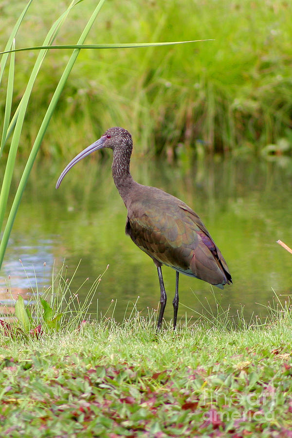 White-faced Ibis 2 Photograph by Bob and Jan Shriner - Fine Art America