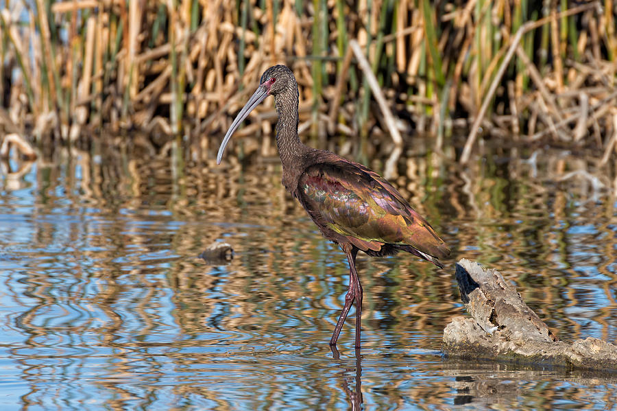 White-faced Ibis in the Wetlands Photograph by Kathleen Bishop