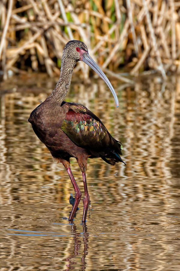 White-faced Ibis in Winter Photograph by Kathleen Bishop