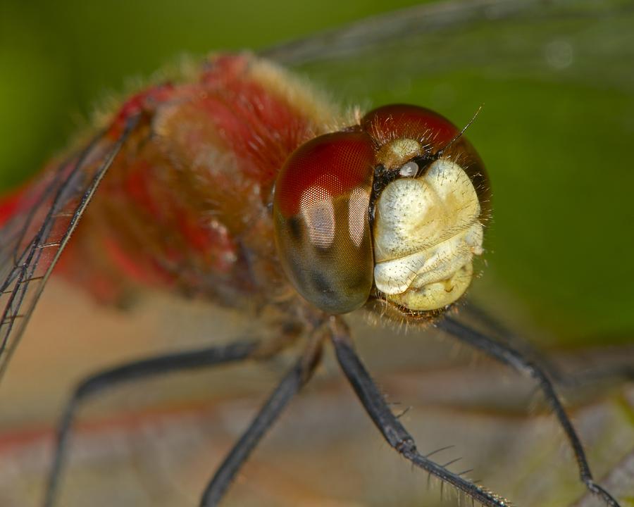 White-faced Meadowhawk Photograph by Tony Beck