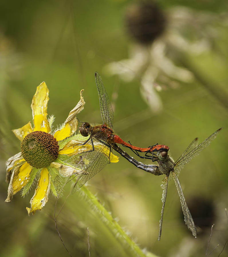 White-Faced Meadowhawks Mating Photograph by Thomas Young