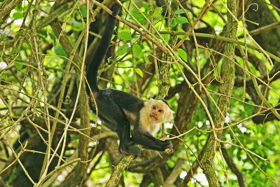 White Faced Monkey in Costa Rica Photograph by Peggy Collins