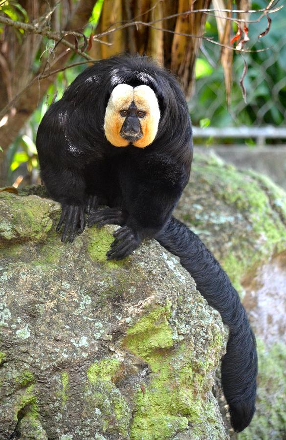 White Faced Saki Monkey Photograph by Richard Bryce and Family