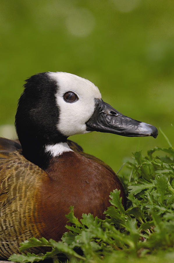 White-faced Whistling-duck  Photograph by Pete Oxford