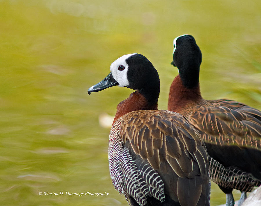 White-faced Whistling Duck Photograph by Winston D Munnings