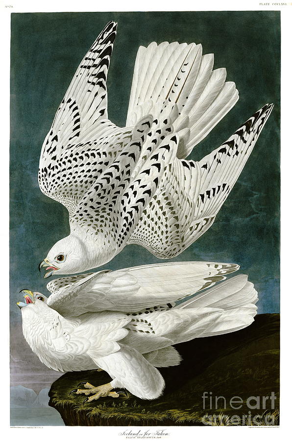 John James Audubon Drawing - White Falcon by Celestial Images