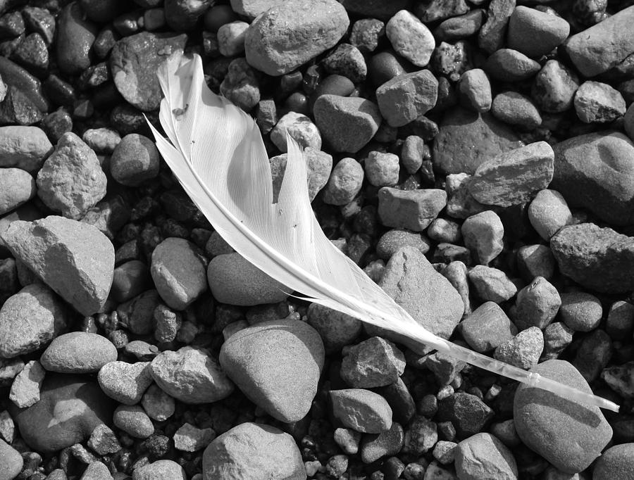 White Feather Photograph by Gerry Bates