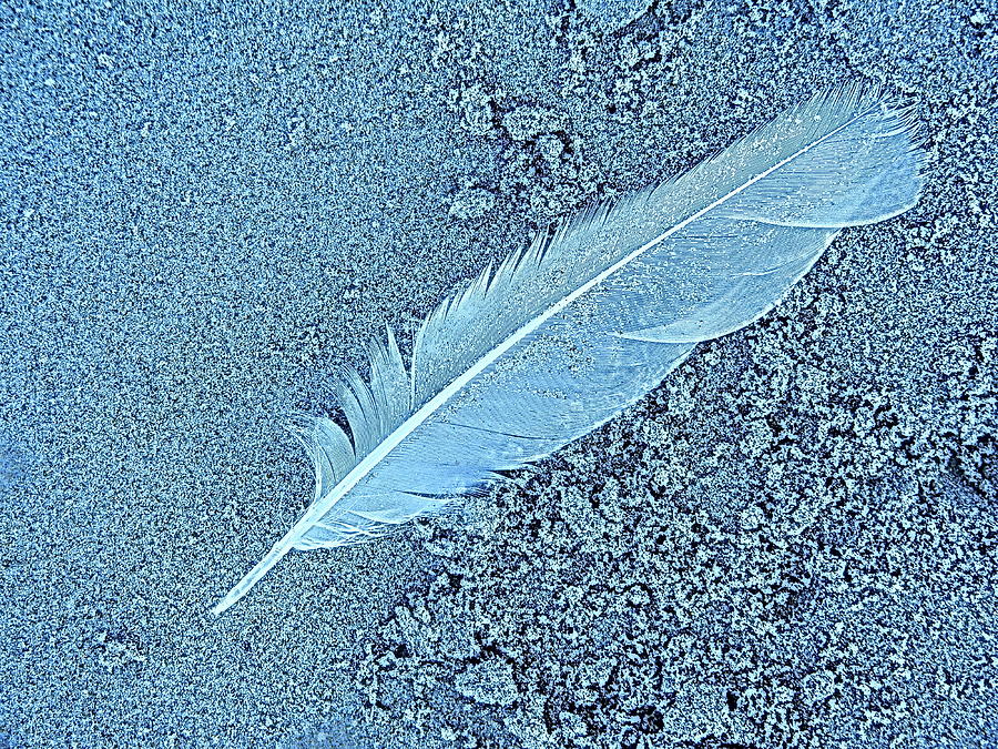 White Feather on sand  Photograph by Priscilla Batzell Expressionist Art Studio Gallery