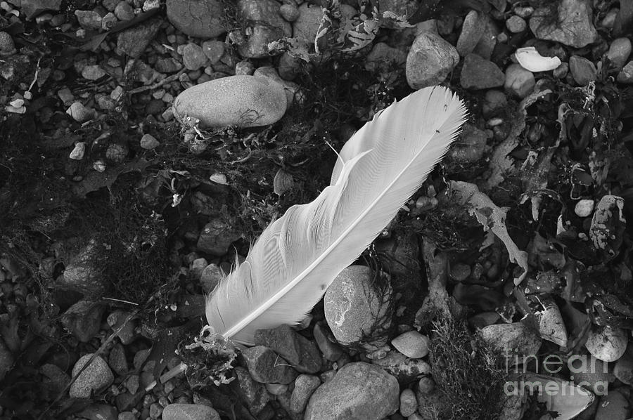 White Feather Photograph by Randi Grace Nilsberg