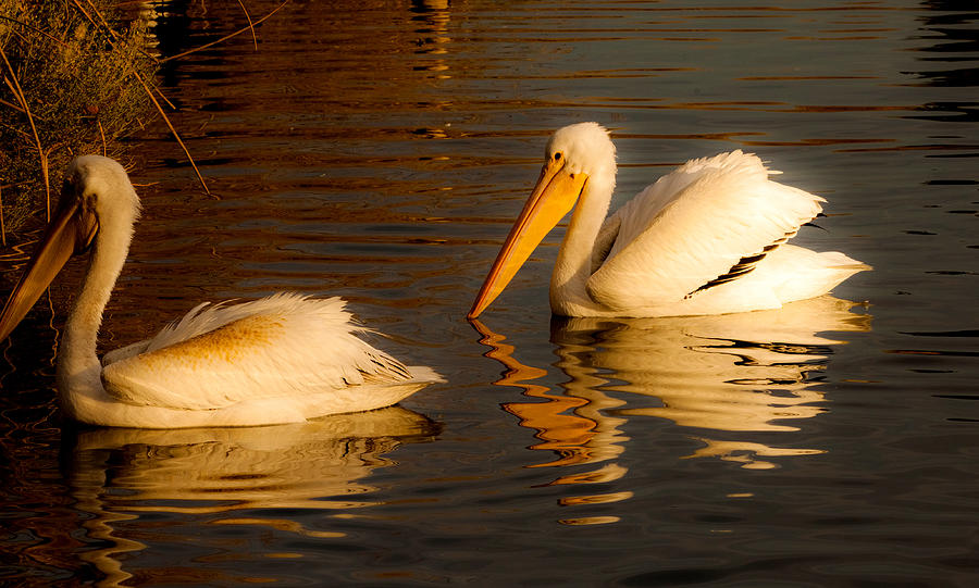 White Feathered Pelican Bird Swimming on Lake At Sunrise Nature Fine Art Photography Print  Photograph by Jerry Cowart