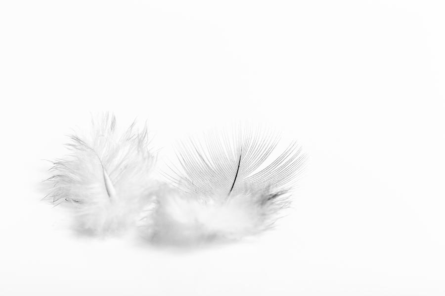 White Feathers Photograph by Gary Gillette