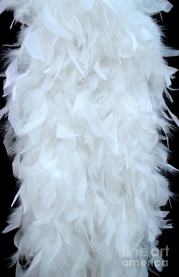 White Feathers Photograph