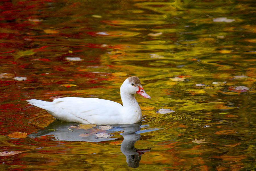 White Feathers on Golden Pond Photograph by Marina Kojukhova