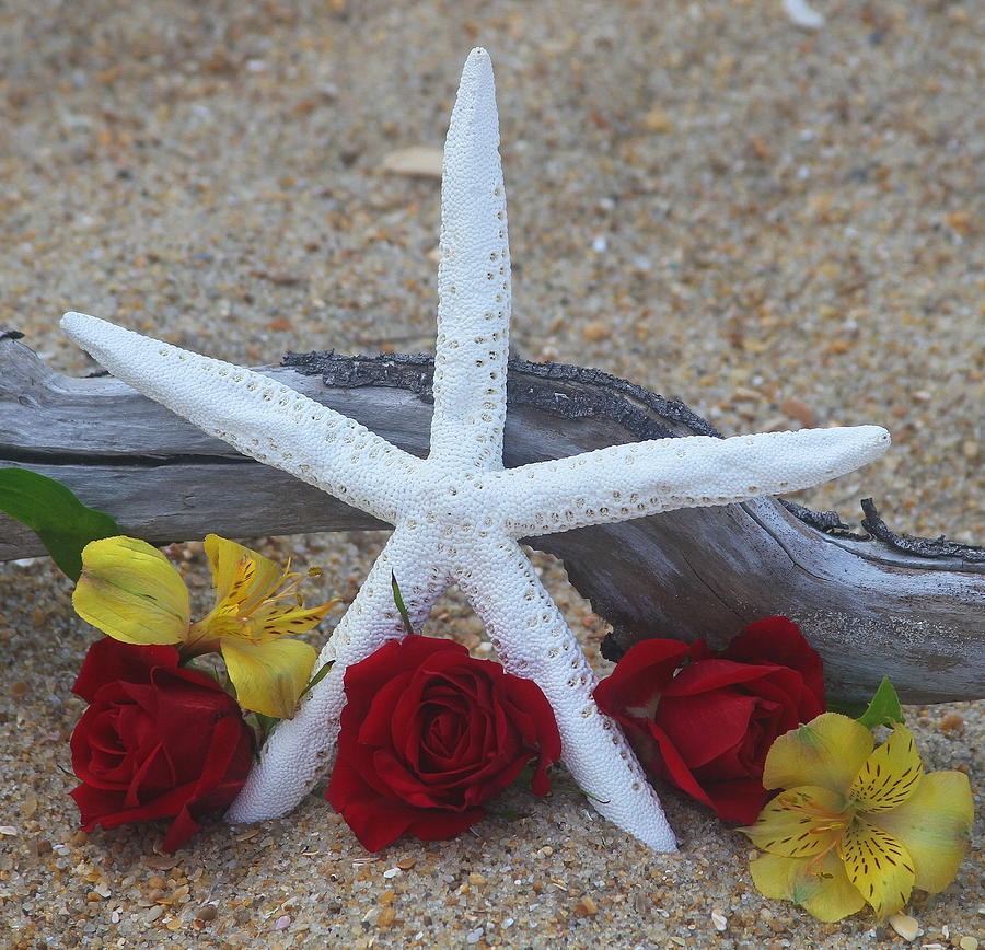 Fish Photograph - White Finger Starfish and Flowers 2 by Cathy Lindsey