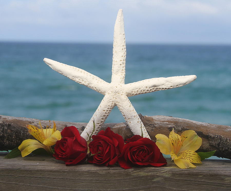 Fish Photograph - White Finger Starfish and Flowers by Cathy Lindsey