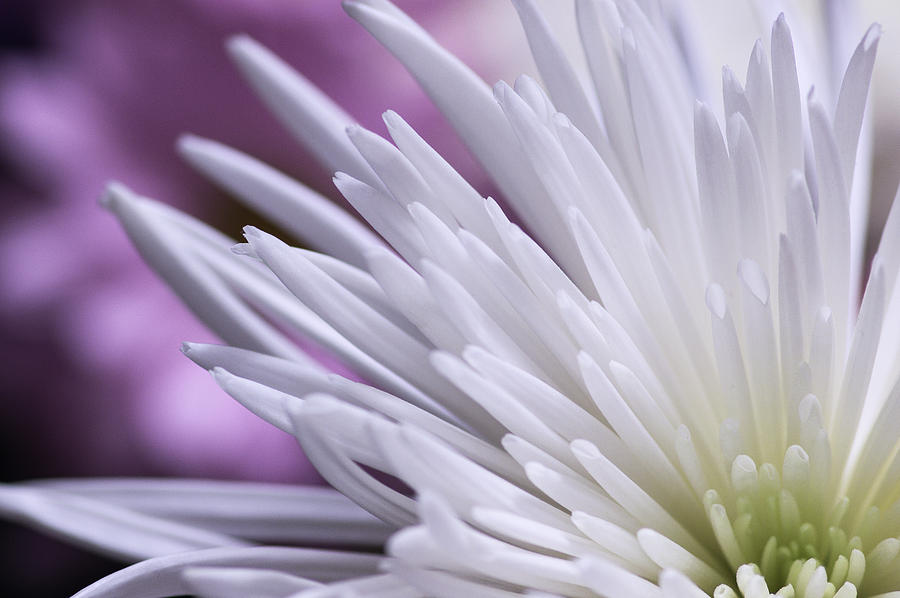 Metal Photograph - White Flower by Garvin Hunter