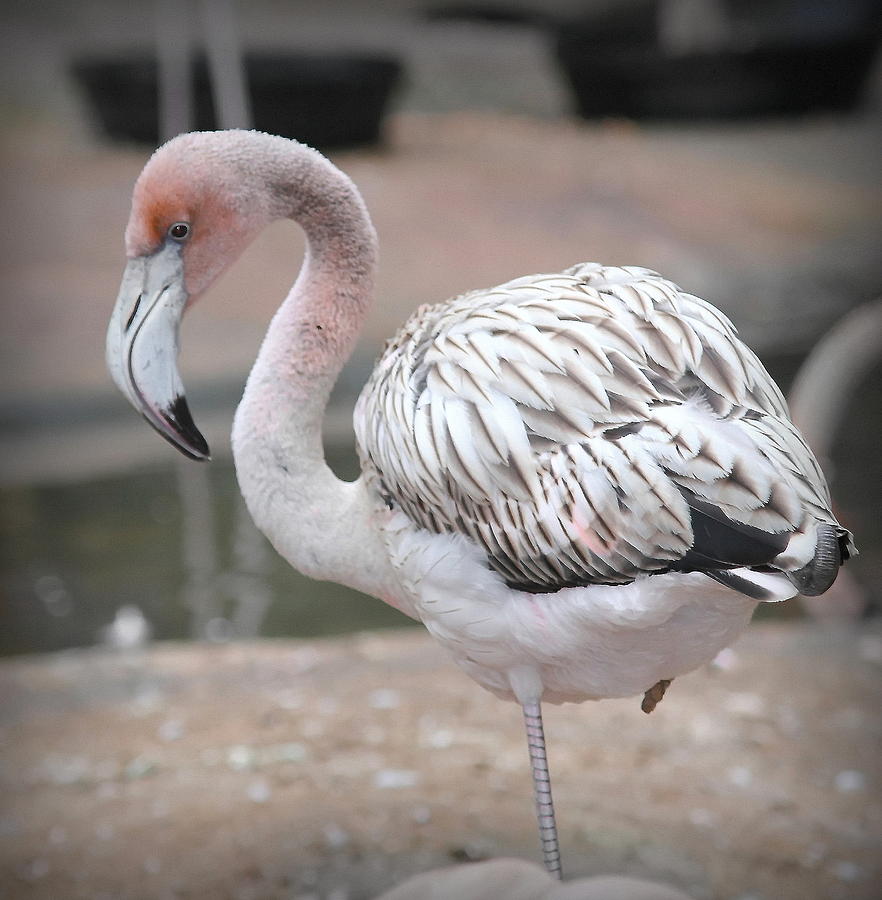 Flamingo Photograph - White Flamingo by Cathy Lindsey
