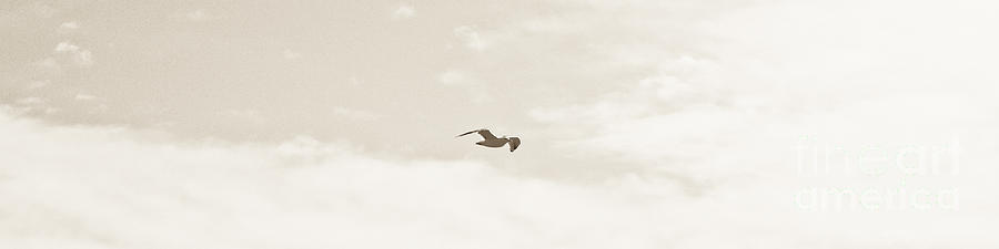 Sky Photograph - White Flight by David Fabian