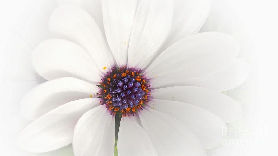 White Floral Macro - the Cape Daisy Photograph by Scott Cameron