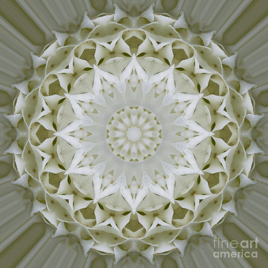 White Floral Mandala 7 Photograph by Carrie Cranwill