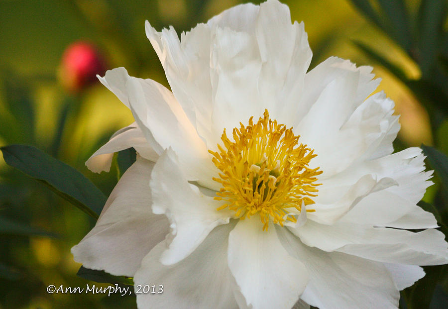 White Floribunda Rose Photograph by Ann Murphy