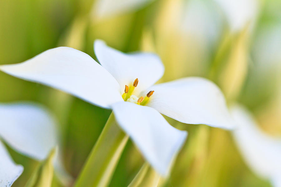 White Flower 2 Photograph by Ben Graham