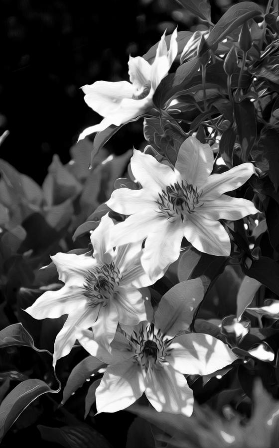 White flower 2 Photograph by Tracy Winter