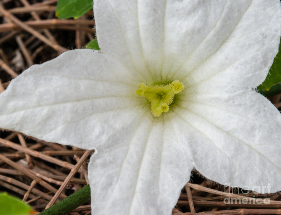 Hawaiian Flowers Photograph - White flower 2.9514 by Stephen Parker