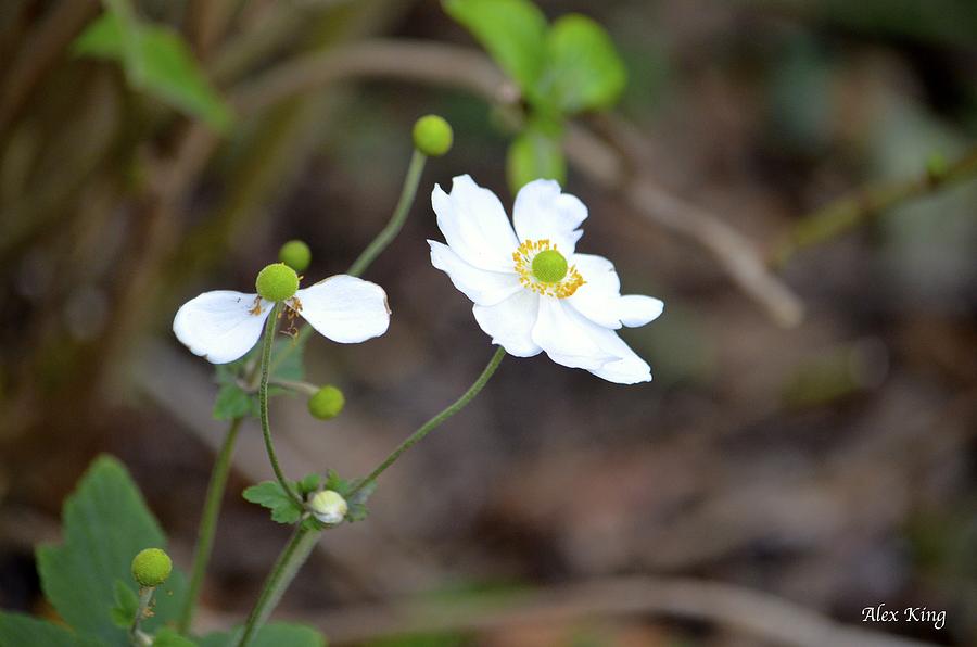 White Flower Photograph by Alex King