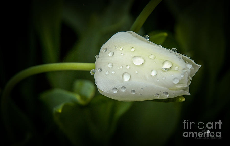 White Flower and Rain Drops Photograph by Ronald Grogan