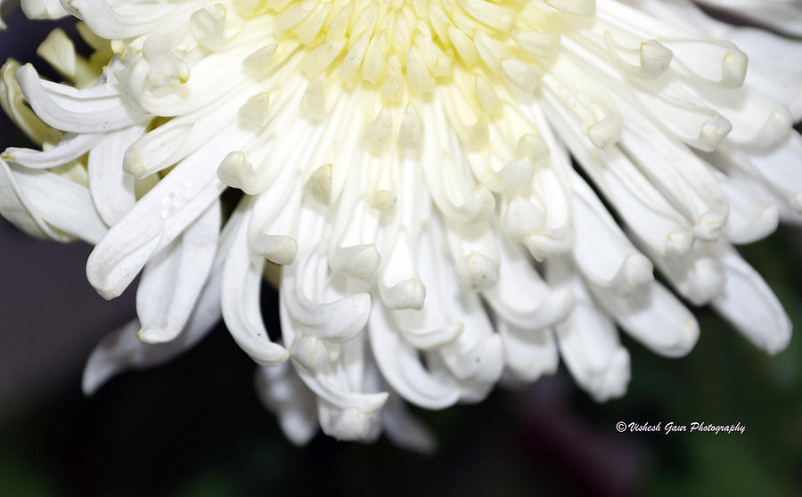 White Flower Art Dahlia. Photograph