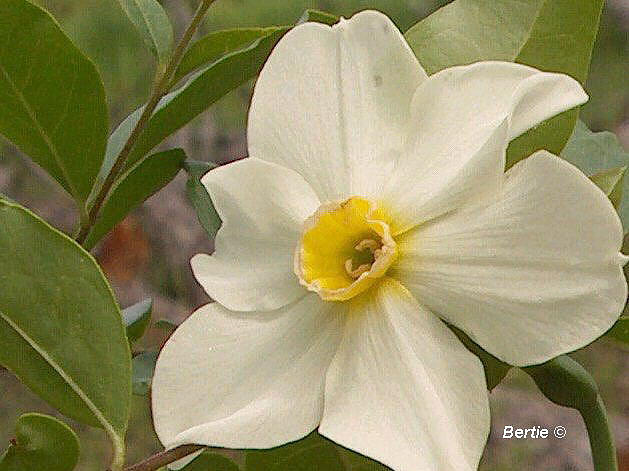 White Flower Photograph by Bertie Edwards