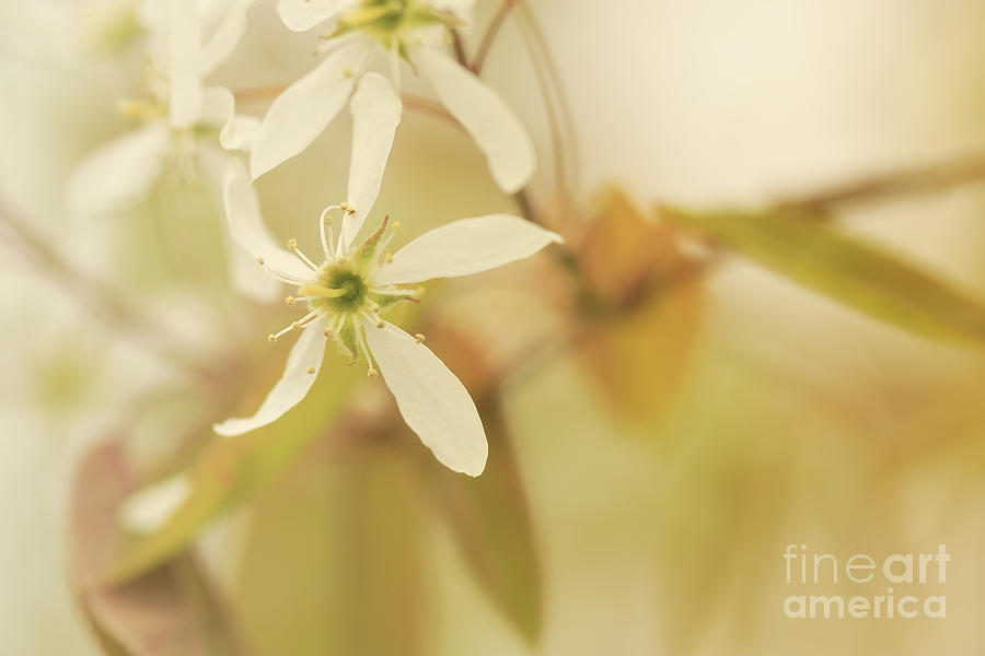 White Flower Blooming In Spring Photograph