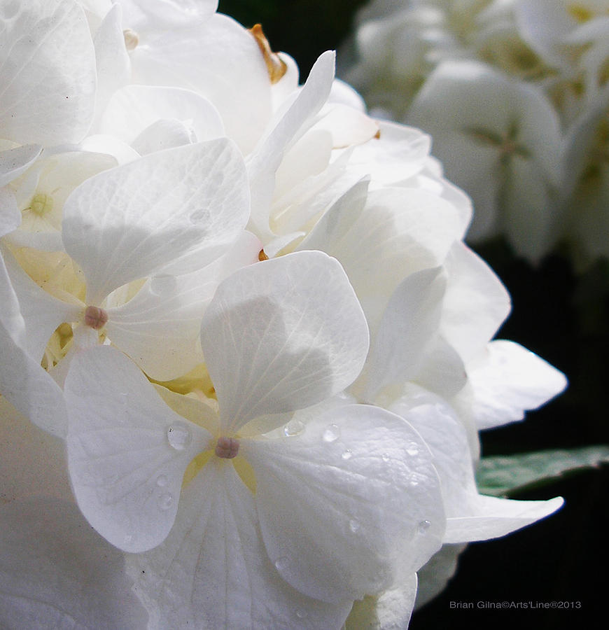 White Flower Close 04 Photograph by Brian Gilna