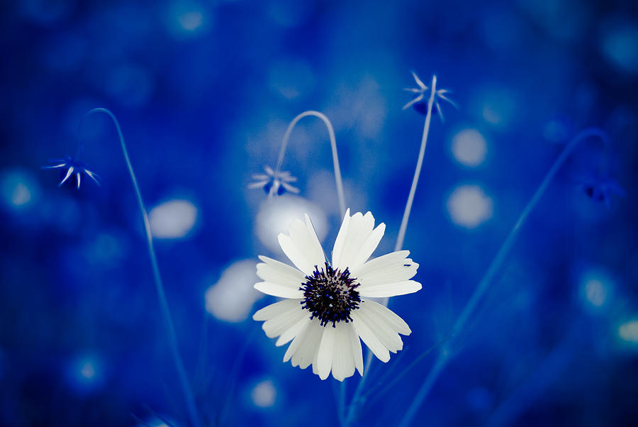 White Flower Photograph by Darryl Dalton