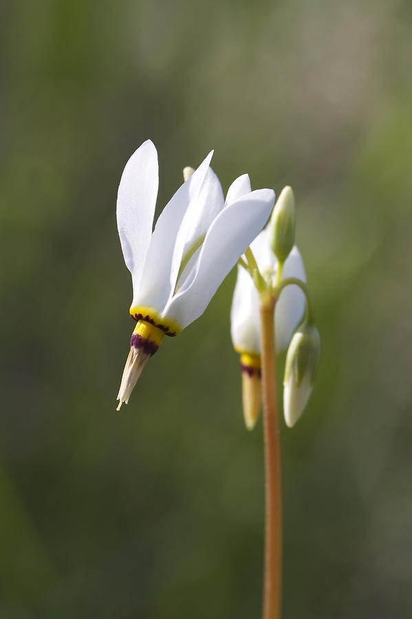 White Flower Photograph