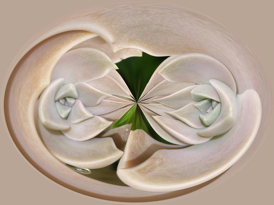 White Flower Distortion Photograph by Roni Chastain